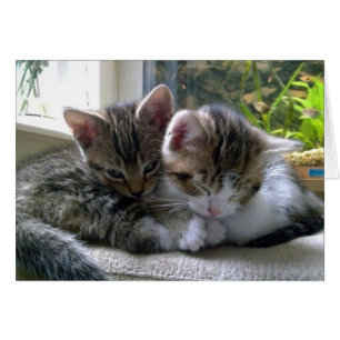 Sömnig Kittens Hälsningskort