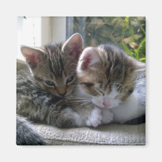 Sömnig Kittens Magnet