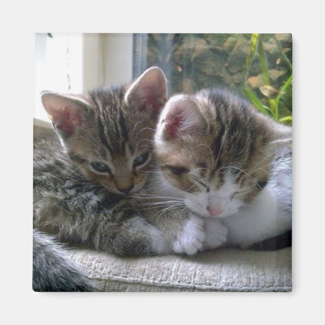 Sömnig Kittens Magnet (Framsidan)