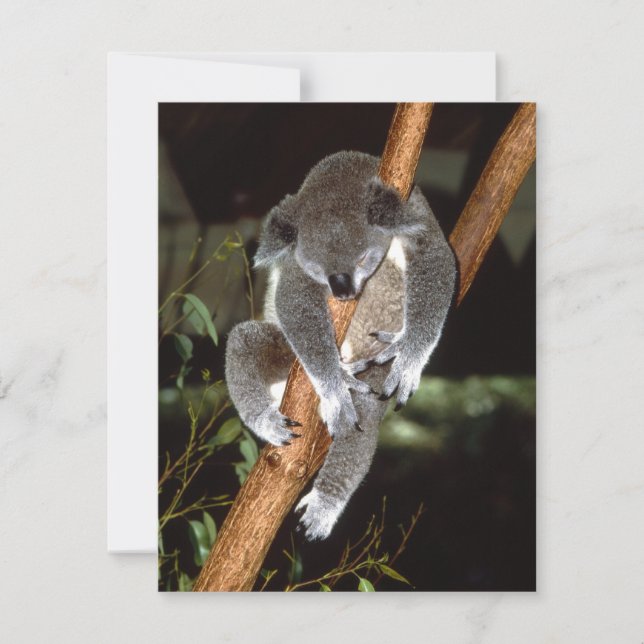 Sömnig Koala (Framsida)