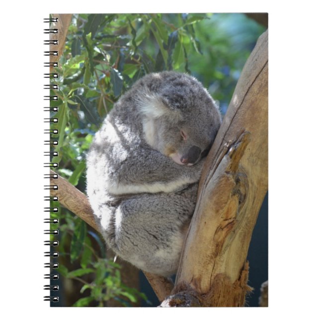 Sömnig Koala Anteckningsbok Med Spiral (Framsidan)