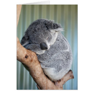 Sömnig Koala Hälsningskort