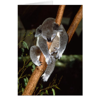 Sömnig Koala Hälsningskort