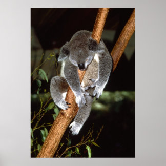 Sömnig Koala Poster