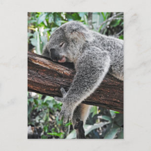 Sömnig Koala Vykort