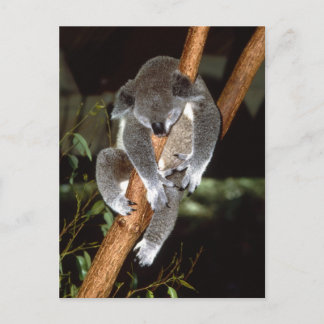 Sömnig Koala Vykort