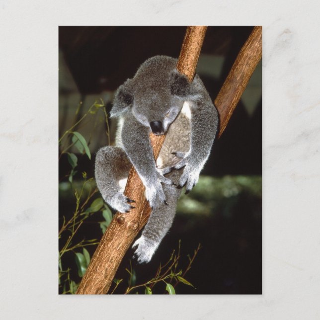 Sömnig Koala Vykort (Framsida)