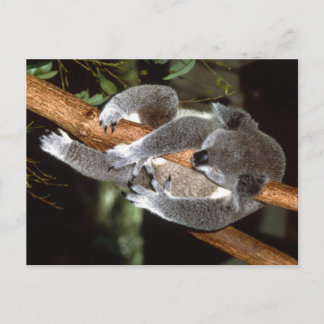Sömnig Koala Vykort