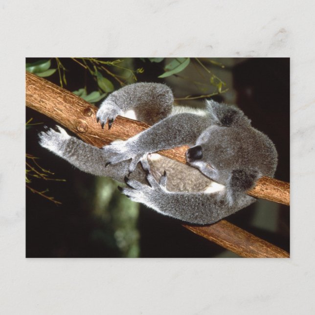 Sömnig Koala Vykort (Framsida)