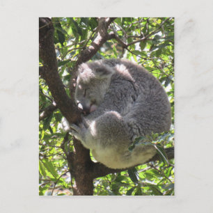 sömnig koala vykort