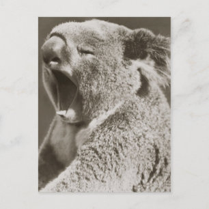 Sömnig Koala Yawning Vykort