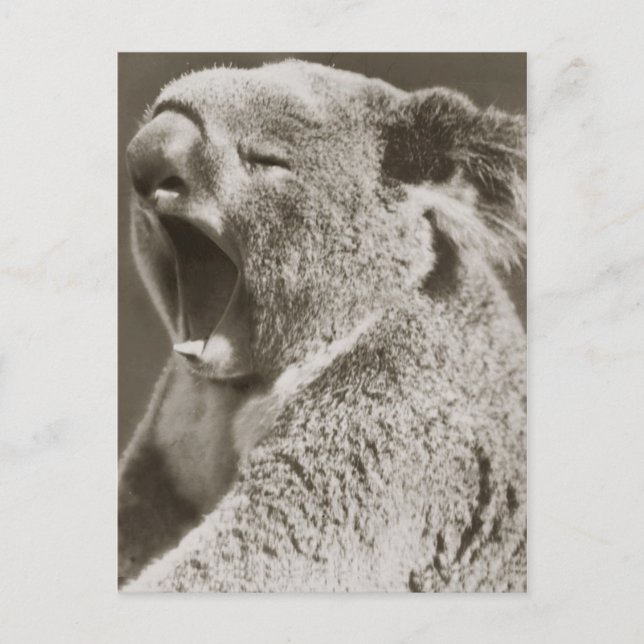 Sömnig Koala Yawning Vykort (Framsida)