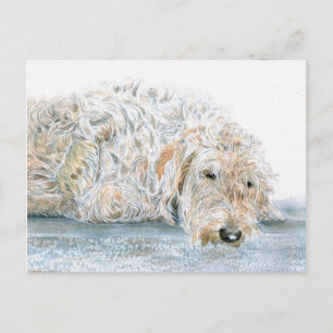 Sömnig Labradoodle Postkort Vykort