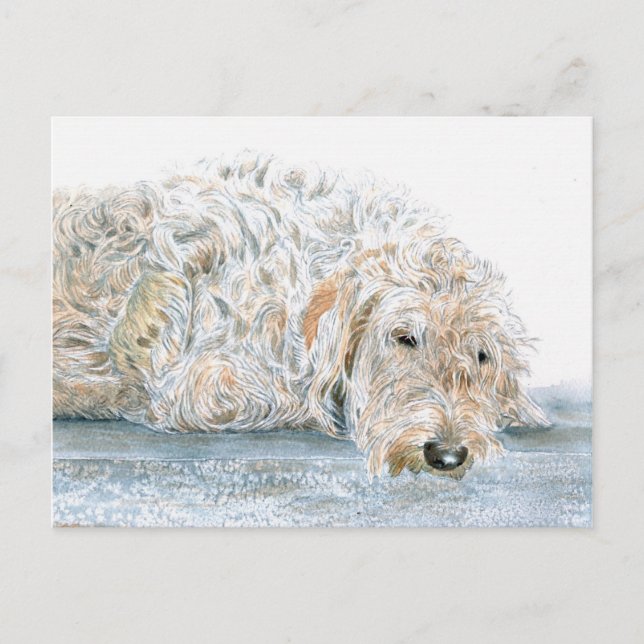 Sömnig Labradoodle Postkort Vykort (Framsida)