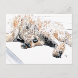 Sömnig Labradoodle-vykort Vykort