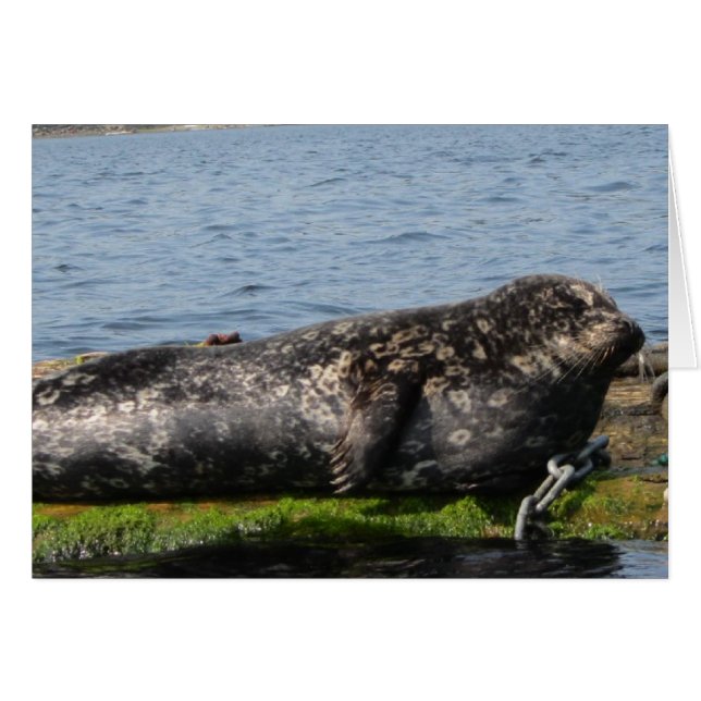 Sömnig Lejona havet Hälsningskort (Framsidan Horizontal)