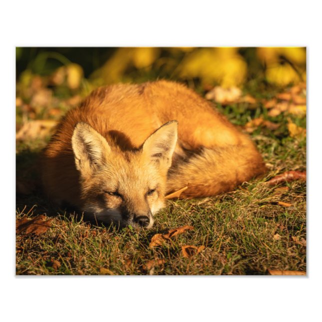 Sömnig liten foxfotoutskrift fototryck (Framsidan)