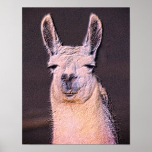Sömnig Llama Ansikte Animal Art Poster