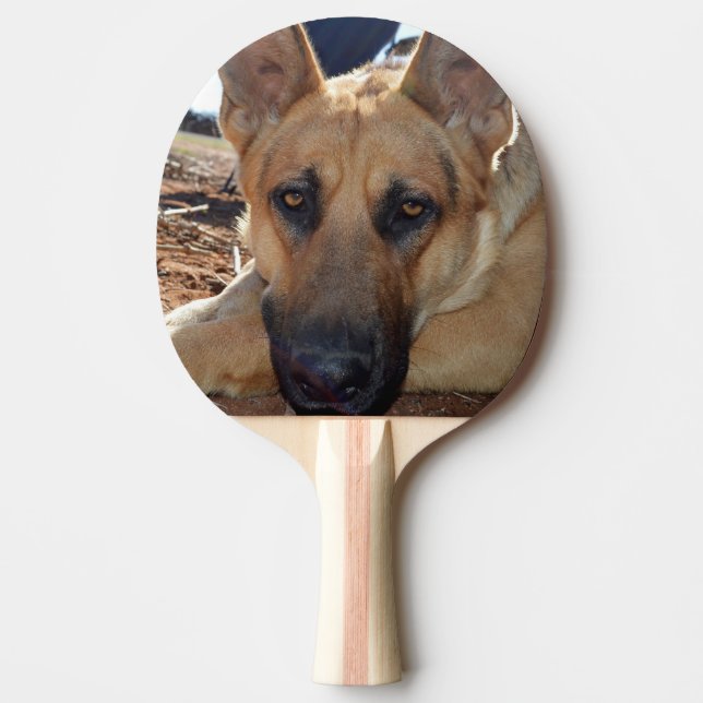 Sömnig Ögon Alsatiska Hund, Pingisracket (Framsidan)