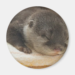 Sömnig Otter Magnet