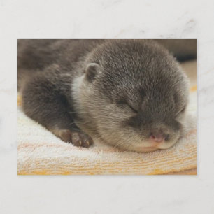Sömnig Otter Vykort