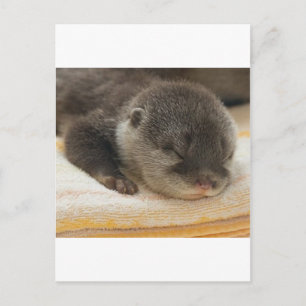 Sömnig Otter Vykort