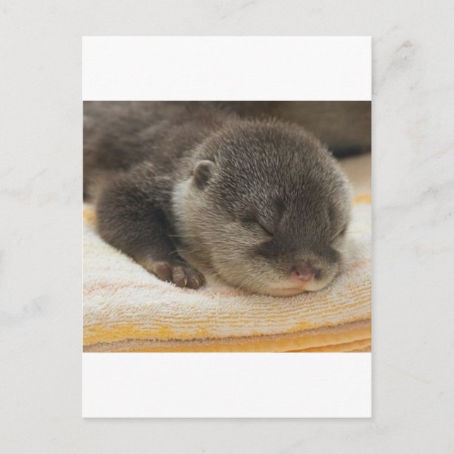Sömnig Otter Vykort (Framsida)