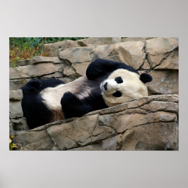 sömnig panda poster (Framsidan)