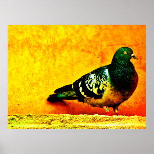 Sömnig Pigeon Poster