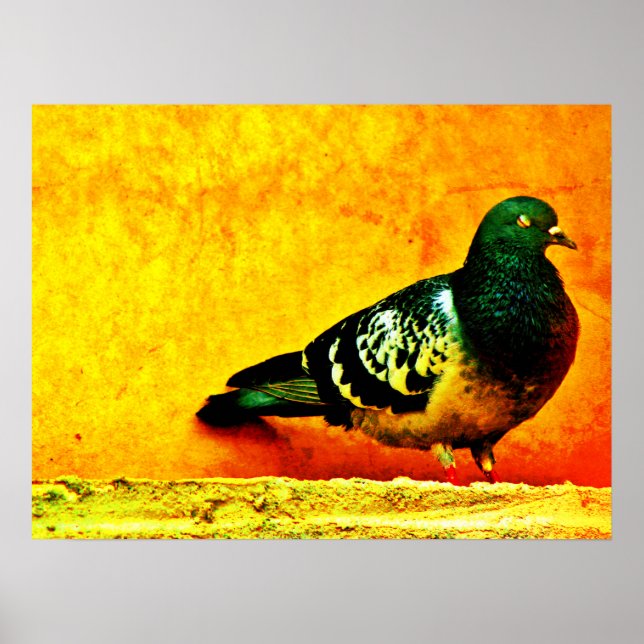 Sömnig Pigeon Poster (Framsidan)