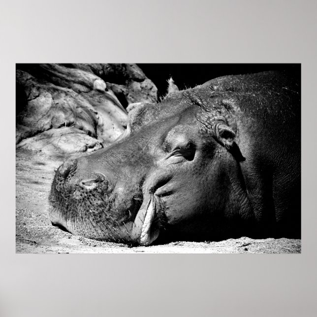 Sömnig Poster (Framsidan)