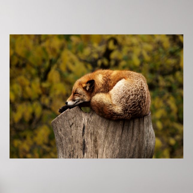 Sömnig räv poster (Framsidan)