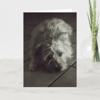 Sömnig röseterrier