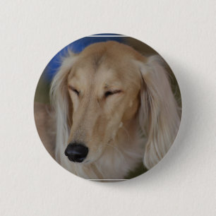 Sömnig Saluki hund Knapp