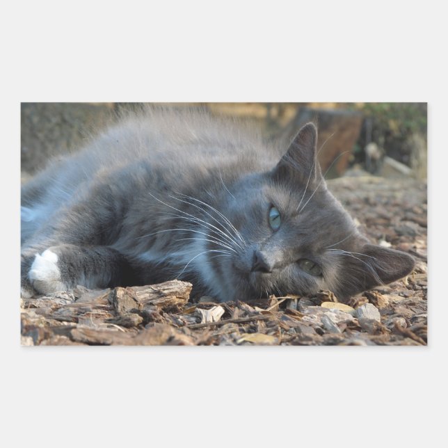 Sömnig Shady Cat Stickers Rektangulärt Klistermärke (Framsida)