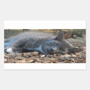 Sömnig Shady Cat Stickers Rektangulärt Klistermärke