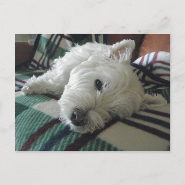 Sömnig Soffa Westie Photo Postcard Vykort (Framsida)