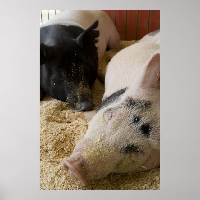 Sömnig svin poster (Framsidan)