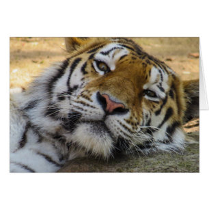 Sömnig tiger OBS kort