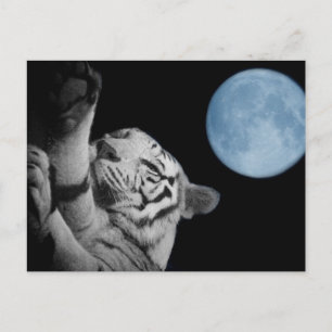 Sömnig tiger vykort