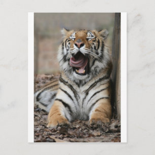 Sömnig tiger vykort