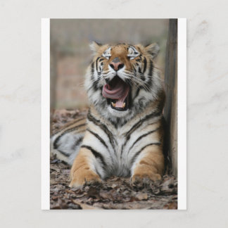 Sömnig tiger vykort