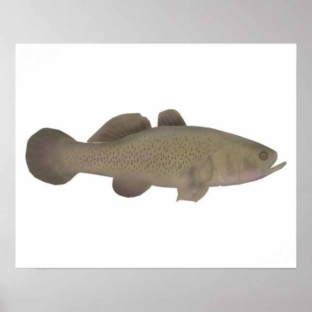 Sömnig torsk poster (Framsidan)