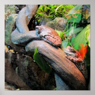 Sömnig Träd Frogs Poster