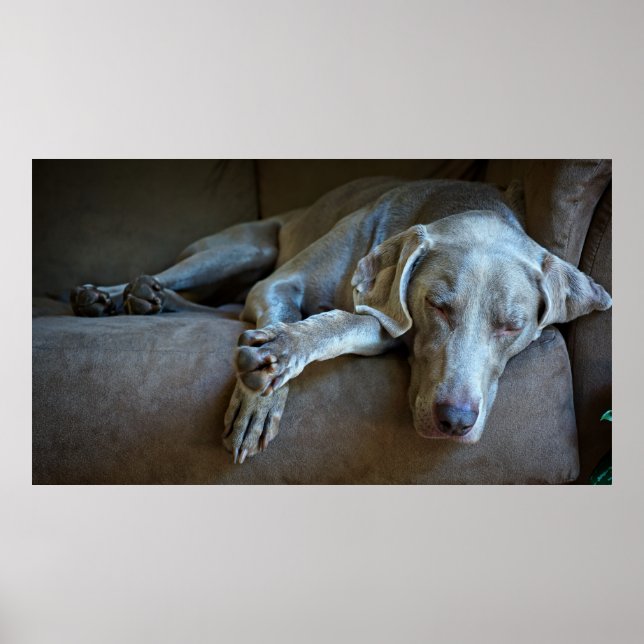 Sömnig Weimaraner Poster (Framsidan)