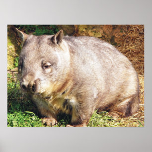 Sömnig Wombat Poster