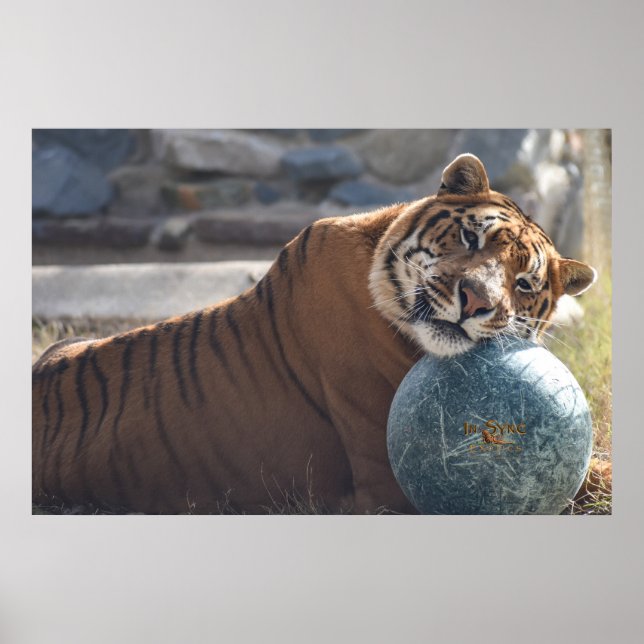 Sömnig Zachariah Poster (Framsidan)