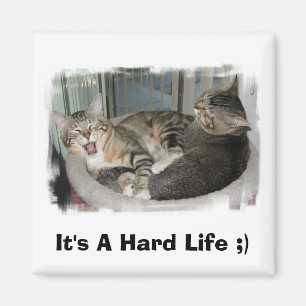 Sömniga katter magnet