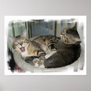 Sömniga katter poster