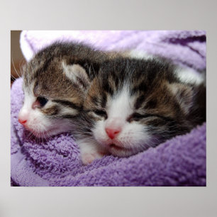 Sömniga kattungar poster
